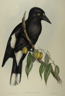 John Gould Birds of Australia